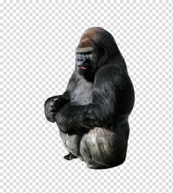 Gorilla Ape Primate, Animal Orangutan transparent background PNG clipart Gorilla Ape Primate, Animal Orangutan transparent background PNG clipart
