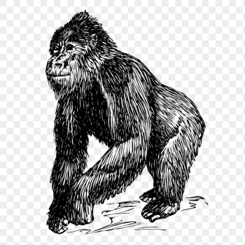 Gorilla png, vintage animal clipart, | Free PNG Illustration - rawpixel