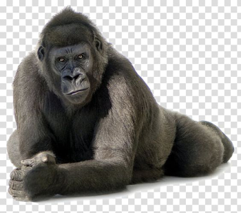 Gorillas, Black gorilla transparent background PNG clipart Gorillas, Black gorilla transparent background PNG clipart
