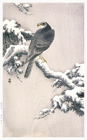 Goshawk on Snow-covered Pine Bough | Free Photo Illustration - rawpixel