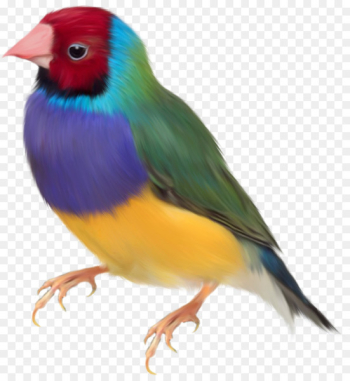 Gouldian finch Bird Clip art - Colored parrot Gouldian finch Bird Clip art - Colored parrot