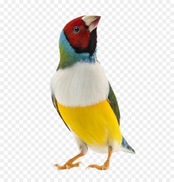 Gouldian finch Zebra finch Bird Domestic canary - Colored parrot feathers 