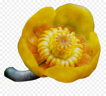 Gourd Winter squash Calabaza Vegetarian cuisine - Gourd Winter squash Calabaza Vegetarian cuisine -