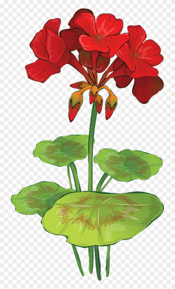 Grab This Free Summer Flower Clip Art - Geranium Flower Vector Grab This Free Summer Flower Clip Art - Geranium Flower Vector