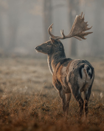 Graceful wild deer on grassy field near trees