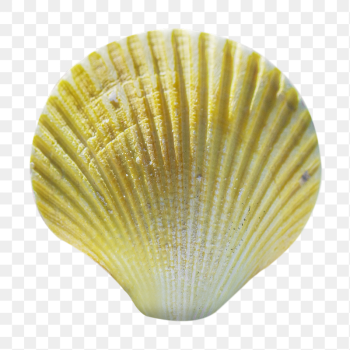 Gradient seashell png sticker, transparent | Free PNG - rawpixel Gradient seashell png sticker, transparent | Free PNG - rawpixel