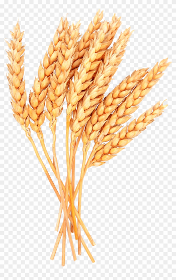 Grains Clipart Sheaf Wheat - Sheaves Of Wheat Clipart Grains Clipart Sheaf Wheat - Sheaves Of Wheat Clipart