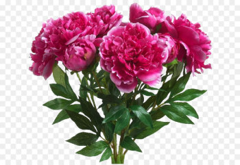 Grandma Birthday Greeting & Note Cards Peony - hydrangea Grandma Birthday Greeting & Note Cards Peony - hydrangea
