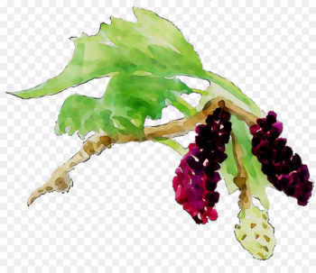 Grape - Grape -
