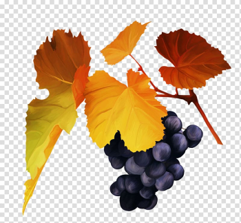 Grape Autumn , grape transparent background PNG clipart Grape Autumn , grape transparent background PNG clipart