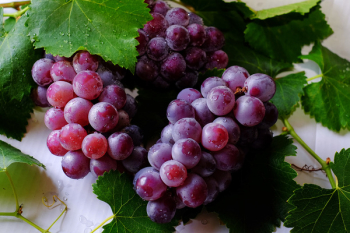 Grape Fruits Grape Fruits