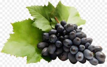 grape grape leaves grapevine family fruit plant grape grape leaves grapevine family fruit plant