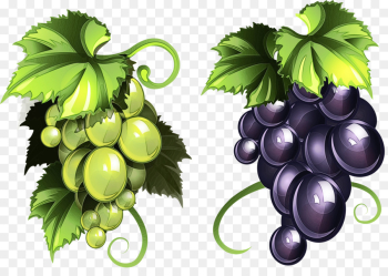 grape grape leaves grapevine family leaf fruit grape grape leaves grapevine family leaf fruit