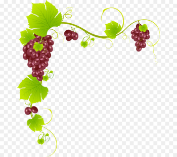 grape grape leaves grapevine family seedless fruit berry grape grape leaves grapevine family seedless fruit berry