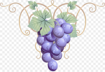 grape grape leaves grapevine family vitis plant grape grape leaves grapevine family vitis plant