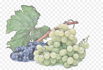 grape grape leaves seedless fruit grapevine family plant grape grape leaves seedless fruit grapevine family plant