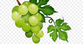 grape grape leaves seedless fruit grapevine family plant grape grape leaves seedless fruit grapevine family plant