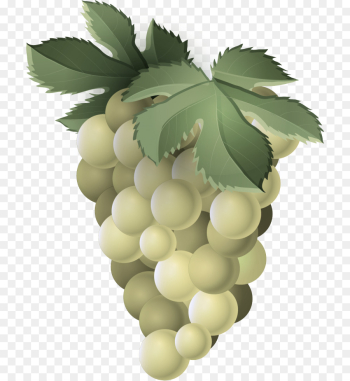 grape leaf plant seedless fruit fruit grape leaf plant seedless fruit fruit