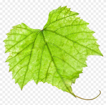 Grape Leaf Png