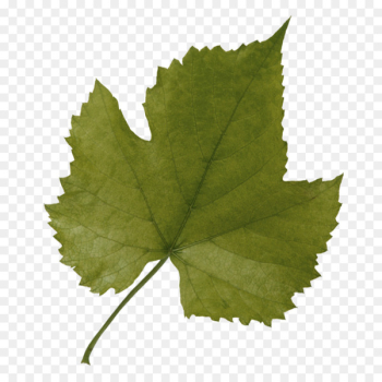 Grape leaves Grapevines Leaf Plane trees - salix alba leaf Grape leaves Grapevines Leaf Plane trees - salix alba leaf