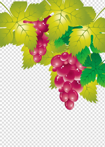 Grape leaves Seedless fruit, grape transparent background PNG clipart Grape leaves Seedless fruit, grape transparent background PNG clipart