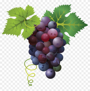 Grape Png Transparent Images - Clip Art Grapes Vine Border