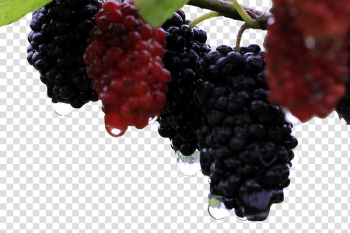 Grape Red Mulberry Mxfbre Auglis, Deer with mulberry transparent background PNG clipart