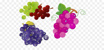 grape seedless fruit fruit grapevine family food grape seedless fruit fruit grapevine family food