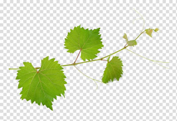 Grape vine illustration, Common Grape Vine Wine Mirto Grape leaves, Grape leaves material transparent background PNG clipart