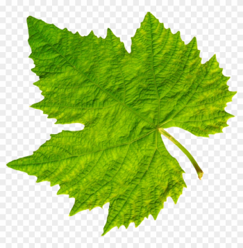 Grape Vine Leaf Png Image Purepng Free Transparent - Grape Vine Leaf Png