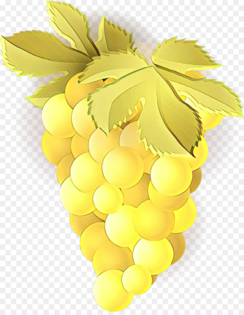grape yellow grapevine family fruit seedless fruit grape yellow grapevine family fruit seedless fruit
