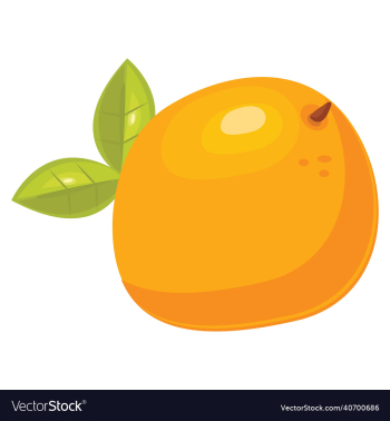 grapefruit fruit grapefruit fruit