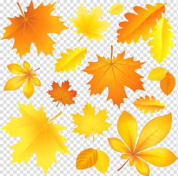 Graphics Autumn leaf color , autumn transparent background PNG clipart