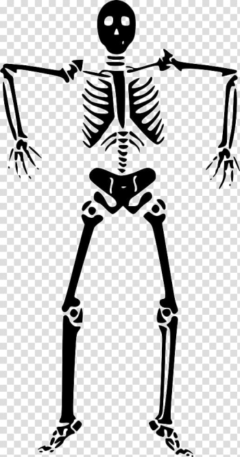 Graphics Human skeleton Bone, Skeleton transparent background PNG clipart Graphics Human skeleton Bone, Skeleton transparent background PNG clipart