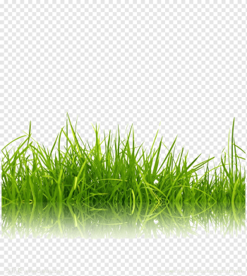 graphy Green, Green grass background, computer Wallpaper, grass, happy Birthday Vector Images png