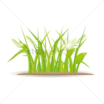 Grass Grass