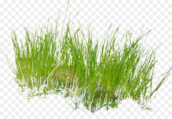 Grass Armeria maritima Clip art - grass Grass Armeria maritima Clip art - grass