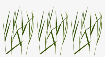 Grass Blade Texture Png Jpg Black And White - Grass Blade Texture ...