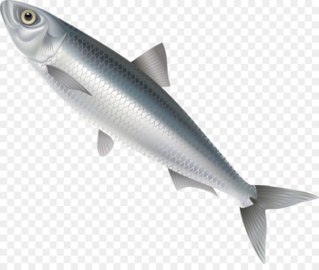 Grass carp Vecteur - Grass carp decorative design vector Grass carp Vecteur - Grass carp decorative design vector