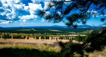 Grass Field, Trees, and Mountain Landscape Grass Field, Trees, and Mountain Landscape