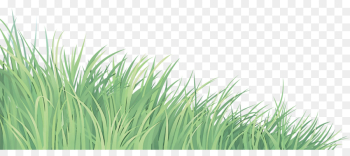 grass green vegetation plant grass family grass green vegetation plant grass family