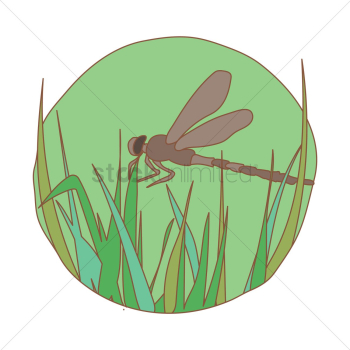 Grass hoper Grass hoper