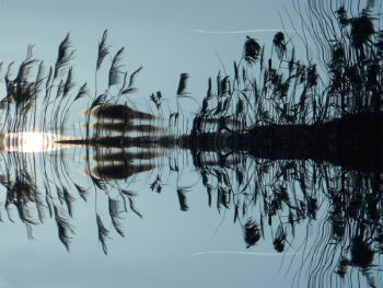 Grass in Water Reflection Grass in Water Reflection