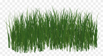 Grass Lawn Green Nature Summer Png Image - Lawn Grass Lawn Green Nature Summer Png Image - Lawn