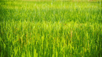 Grass Plain Grass Plain