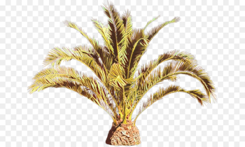 grass plant grass family tree grass plant grass family tree