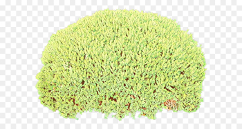 grass plant shrub flower perennial plant grass plant shrub flower perennial plant
