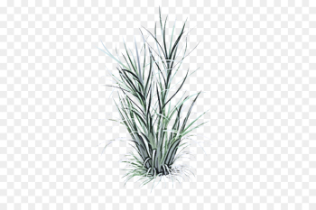 grass plant yucca grass family flower grass plant yucca grass family flower