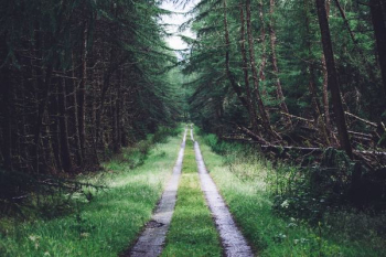 grass road between tree forest grass road between tree forest