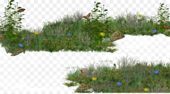 Grass Shrub Lawn Download - Meadow grass Grass Shrub Lawn Download - Meadow grass